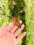 Vanessa carduiÂ - Painted Lady Butterfly sitting on a hand